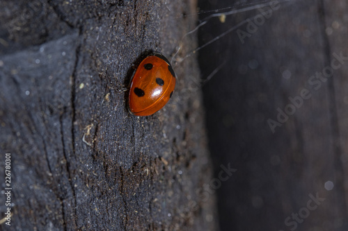 ladybug on a background