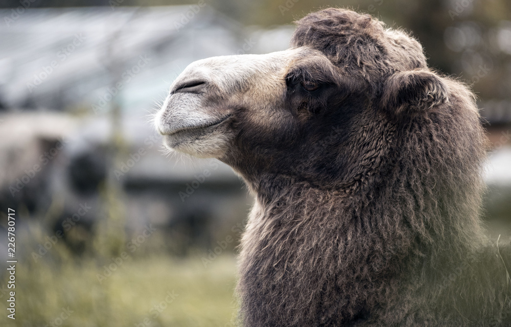 Obraz premium Camel head