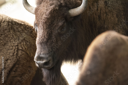 bison buffalo