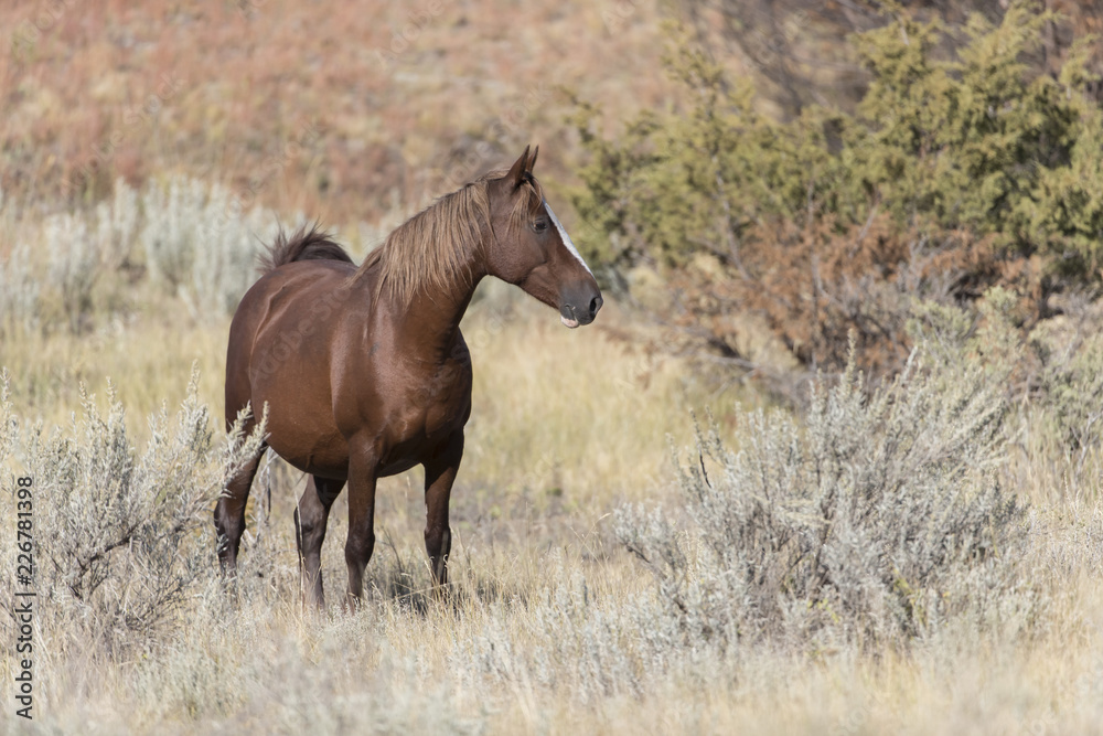 Wild Mustang at Theodore Roosevelt National Park in North Dakota, USA Wild Mustang at Theodore Roosevelt National Park in North Dakota, USA