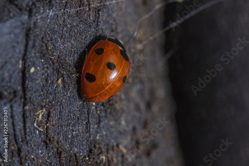 ladybug on a black background