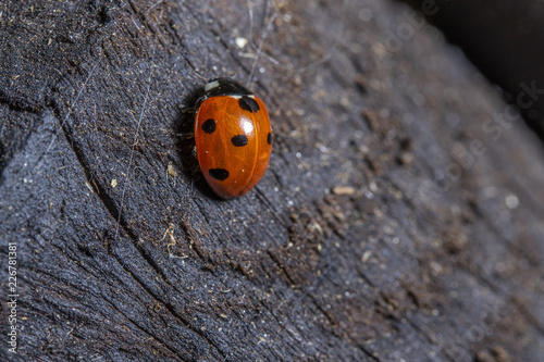 ladybug on a background