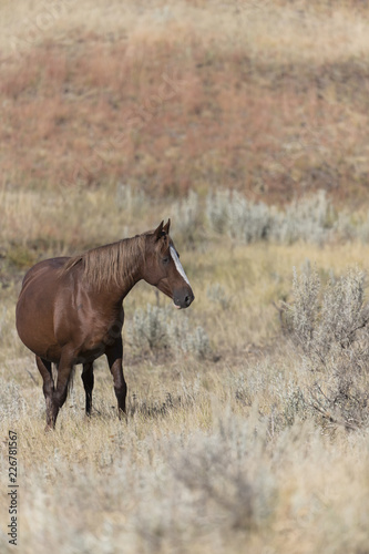 Wild Mustang at Theodore Roosevelt National Park in North Dakota  USA