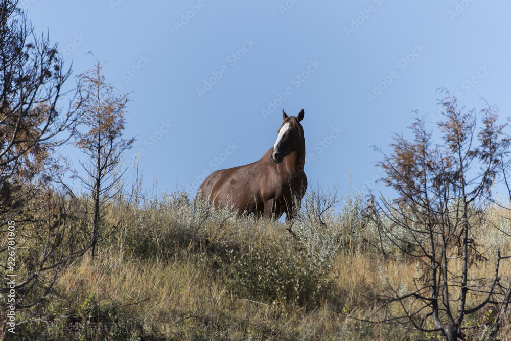 Fototapeta premium Wild Mustang at Theodore Roosevelt National Park in North Dakota, USA