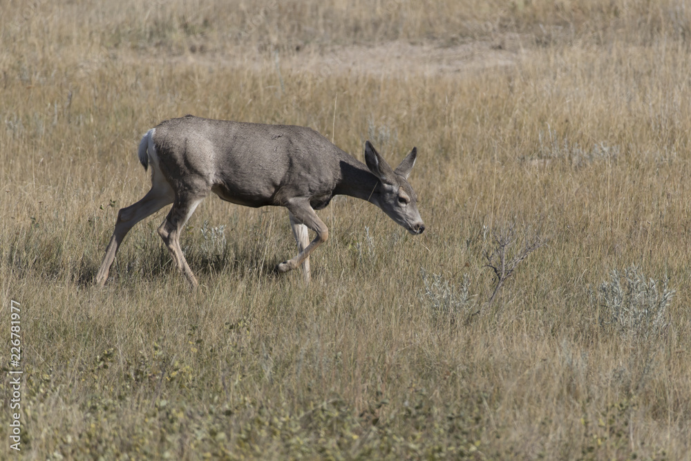 Mule (Black-tailed) deer fawn in Theodore Roosevelt National Park , North Dakota, USA Mule (Black-tailed) deer fawn in Theodore Roosevelt National Park , North Dakota, USA