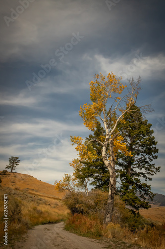 Pine tree and golden aspen against sky in autumn by winding road