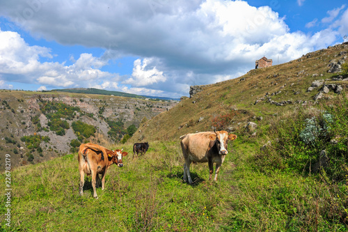 Cows on a background of St. George s Dome Church located above the Dashbashi canyon in Tsalka region  Georgia