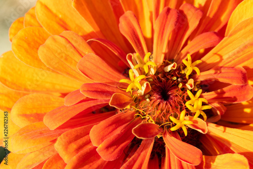 Macro Orange Blume
