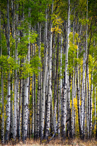 Vertical Aspen Trunks with Changing Foliage in Early fall