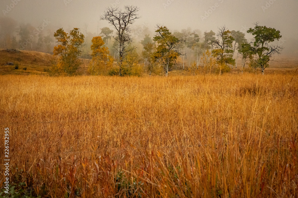 misty morning golden meadow in autumn with trees misty morning golden meadow in autumn with trees
