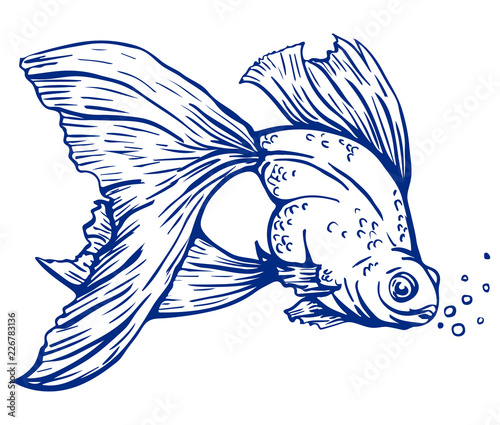 Vector hand drawn line art illustration of Gold fish