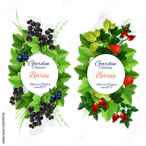 Natural garden berry fruits harvest, vector