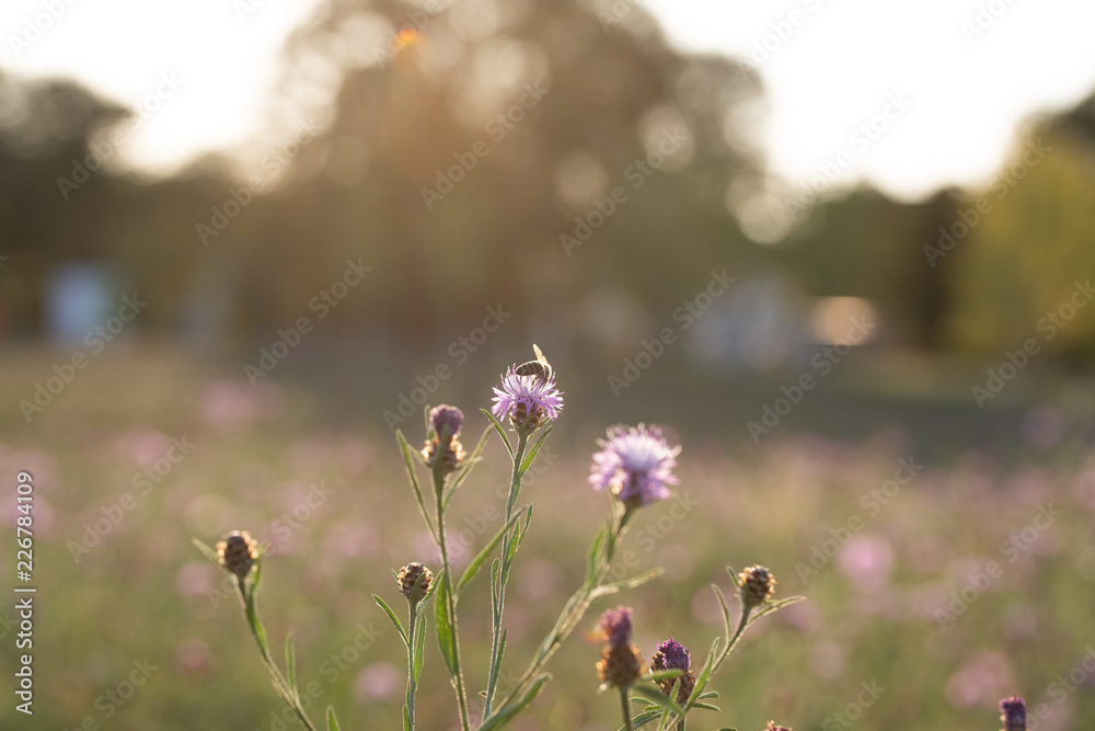 Blüten in der Abendsonne