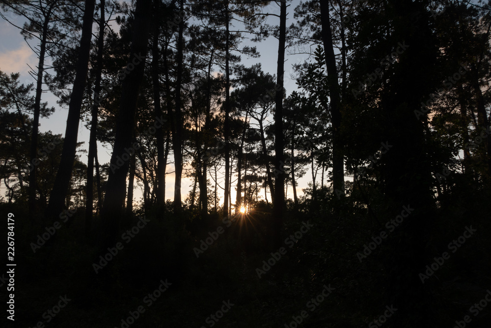 Naklejka premium coucher de soleil sur la forêt des Landes
