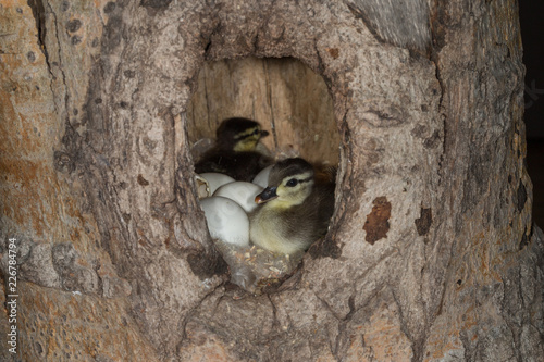 Foto Wood Duck ducklings hatching in natural cavity taken under controlled conditions