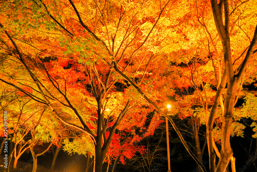 京都嵐山嵯峨野トロッコ夜ライトアップ Stock Photo Adobe Stock