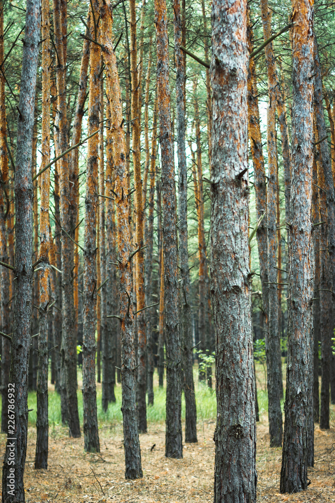 thick pine forest. trunks of coniferous trees, texture for the background.