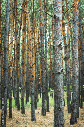 thick pine forest. trunks of coniferous trees, texture for the background.