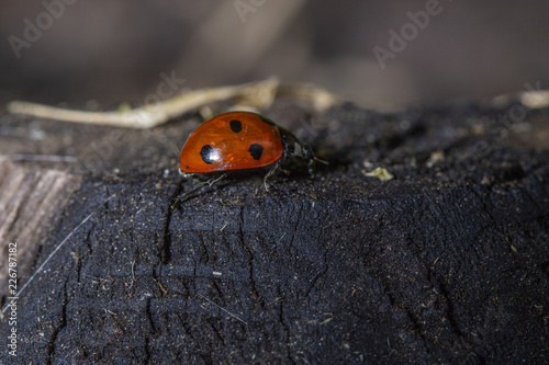 ladybug on browm background
