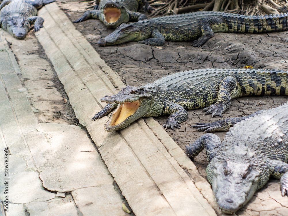 Fototapeta premium The crocodile in the farm zoo