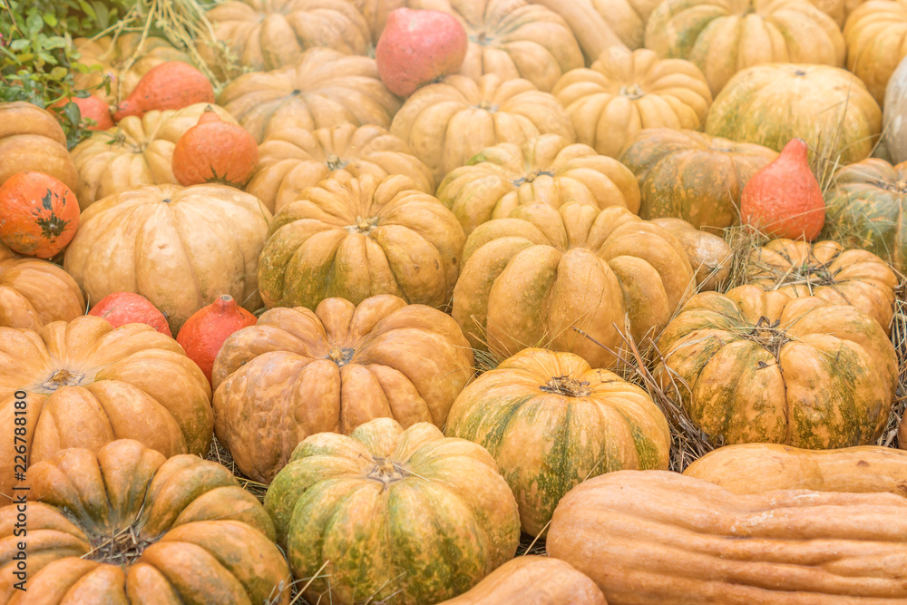 Halloween autumn decoration of pumkins. Rural market concept. Pumpkin background Halloween autumn decoration of pumkins. Rural market concept. Pumpkin background