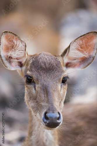 portrait of a young deer in zoo