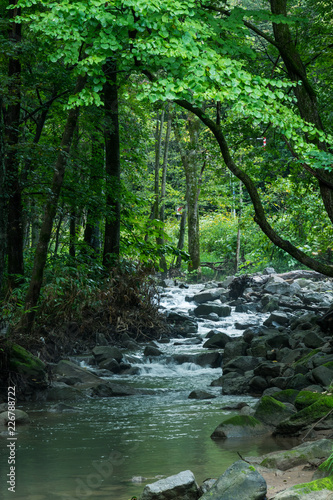 森の中の渓流 / 北海道 美瑛町