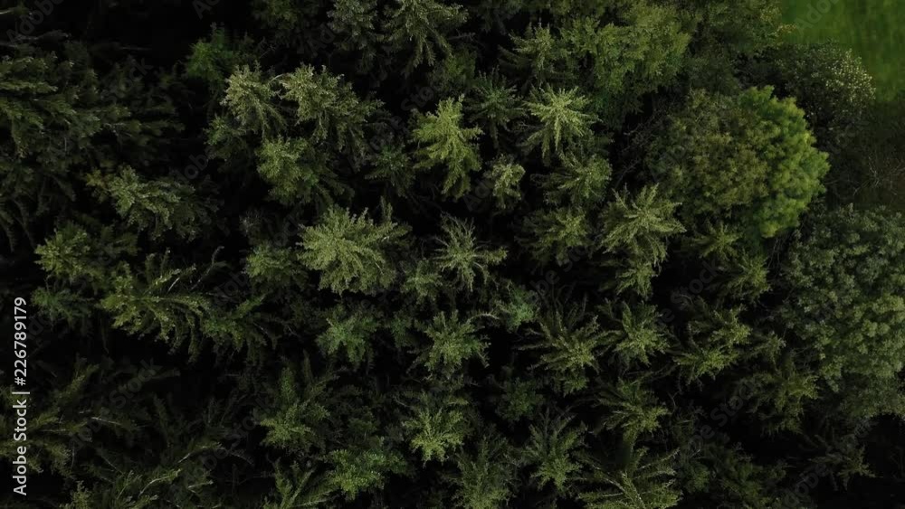 Aerial Drone View Of Forest Trees Landscape In Summer 4K Aerial Drone View Of Forest Trees Landscape In Summer 4K
