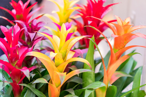 Fotografija colorful blooming bromeliad flowers indoors, soft focus