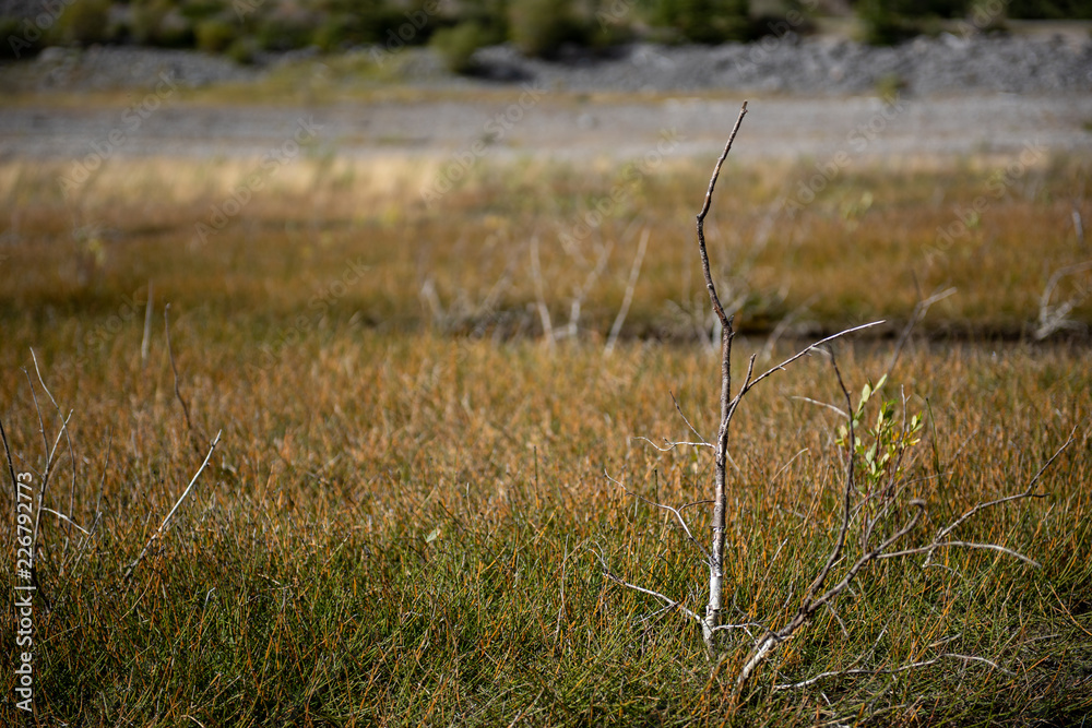 Obraz premium Ast in der Tundra