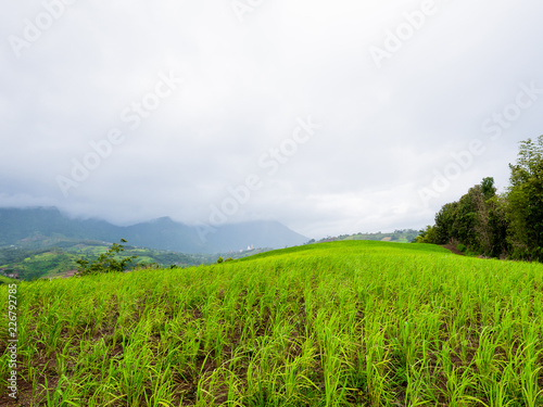 The Beautiful pasture on a refreshing day.