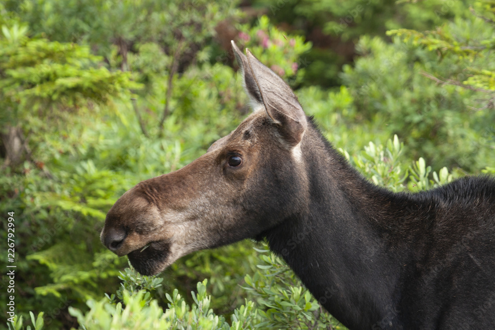 North American Moose in Baxter State Park Maine, USA