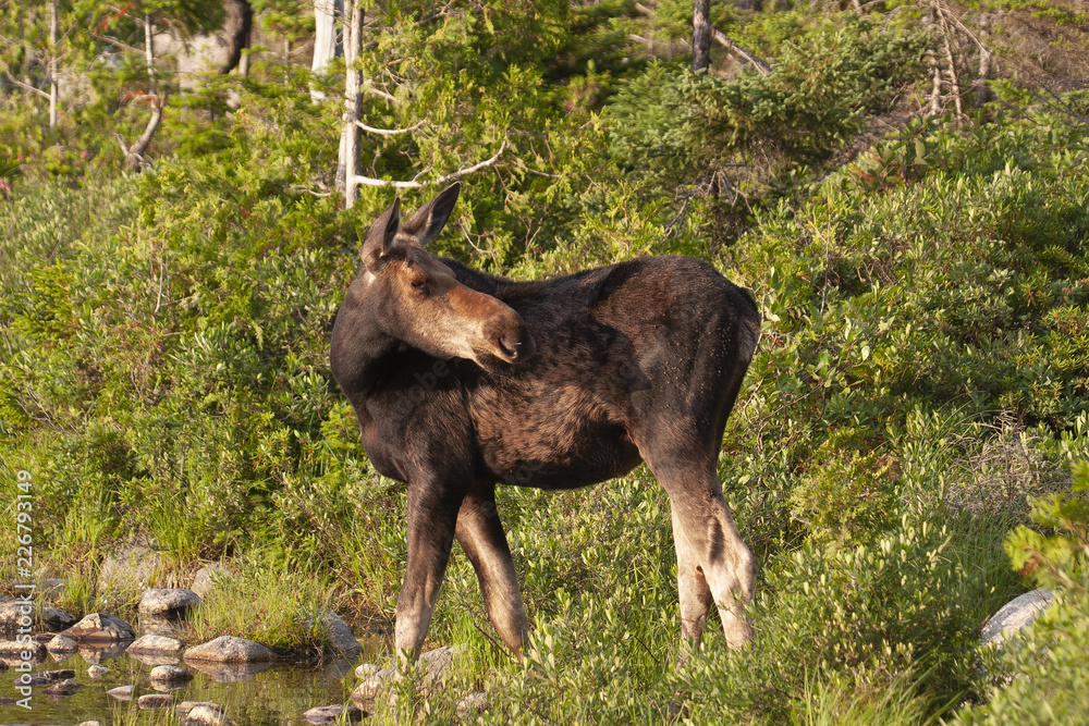 North American Moose in Baxter State Park Maine, USA North American Moose in Baxter State Park Maine, USA