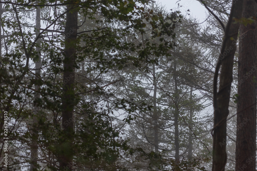 Obraz premium 霧の森の静寂