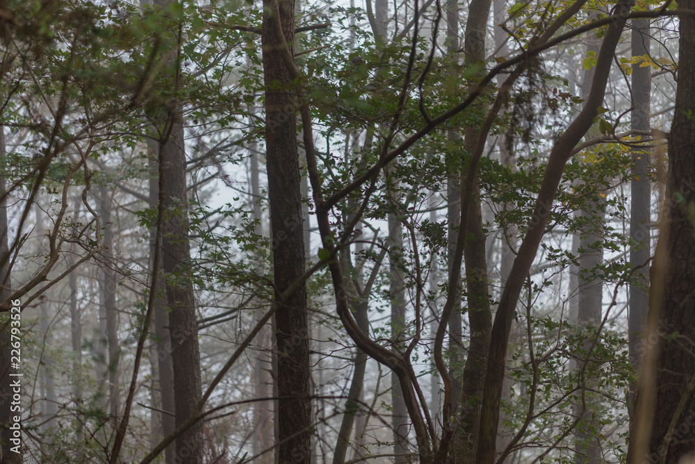 Fototapeta premium 霧の森