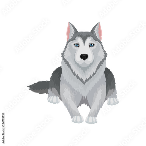 Siberian husky lying isolated on white background. Powerful dog with gray coat and blue shiny eyes. Flat vector design