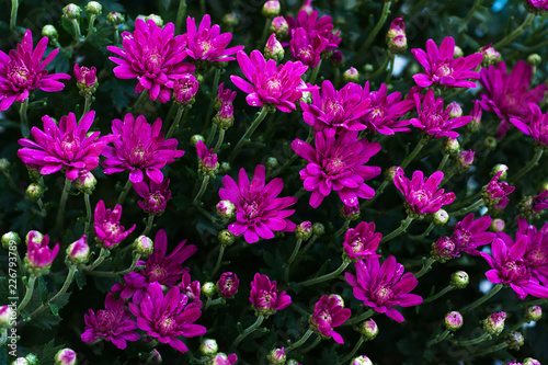 Small bright pink beautiful flowers