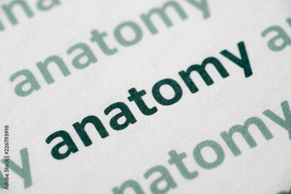 word anatomy printed on paper macro word anatomy printed on paper macro