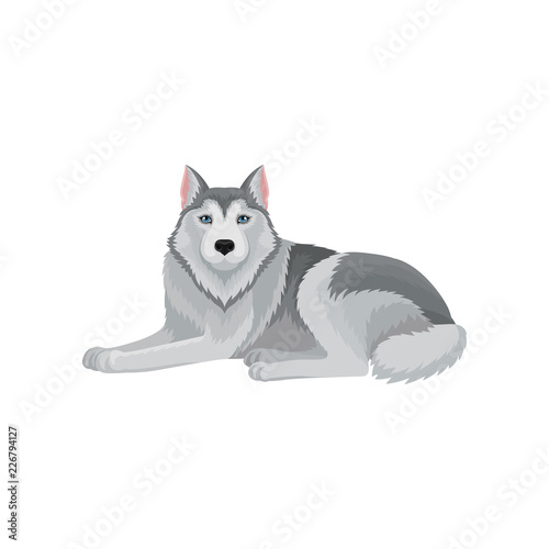 Siberian husky lying isolated on white background. Domestic animal with gray hair. Flat vector design