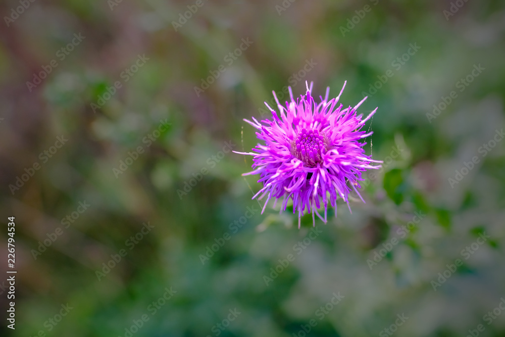 Close up of beautiful purple pink thistle flower Close up of beautiful purple pink thistle flower