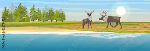 Two wild reindeer on the coast of a beautiful lake. Spruce coniferous forest. Animals of Russia, Canada, USA, Scandinavia and Iceland. Landscape north in summer