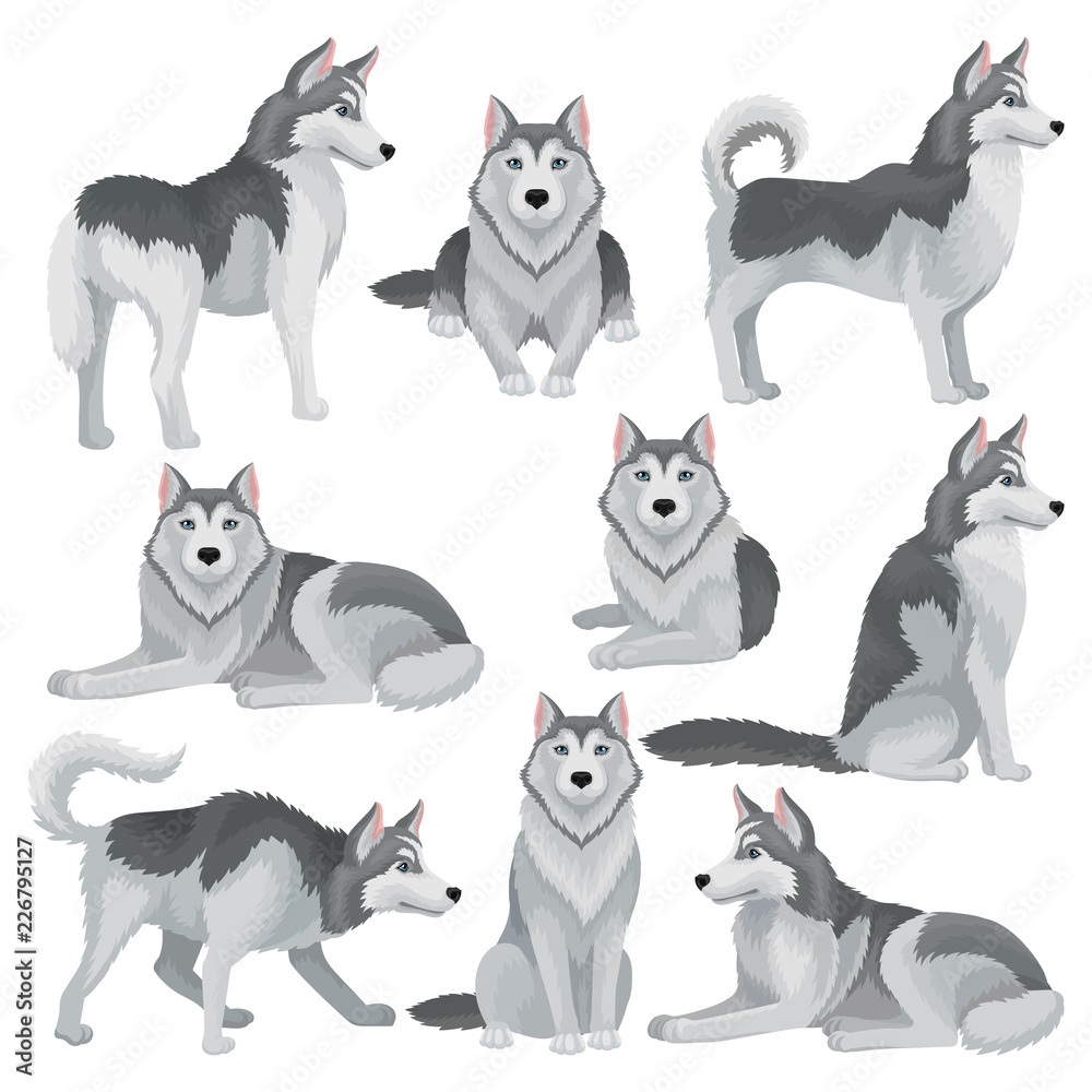 Flat vector set of Siberian husky in different poses. Adorable domestic dog  with gray coat and blue shiny eyes. Home pet Stock Vector