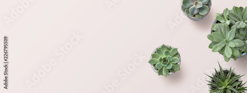 succulents banner or header with different plants on a soft blush / pink background, flat lay / top view, copyspace for your text © Anja Kaiser
