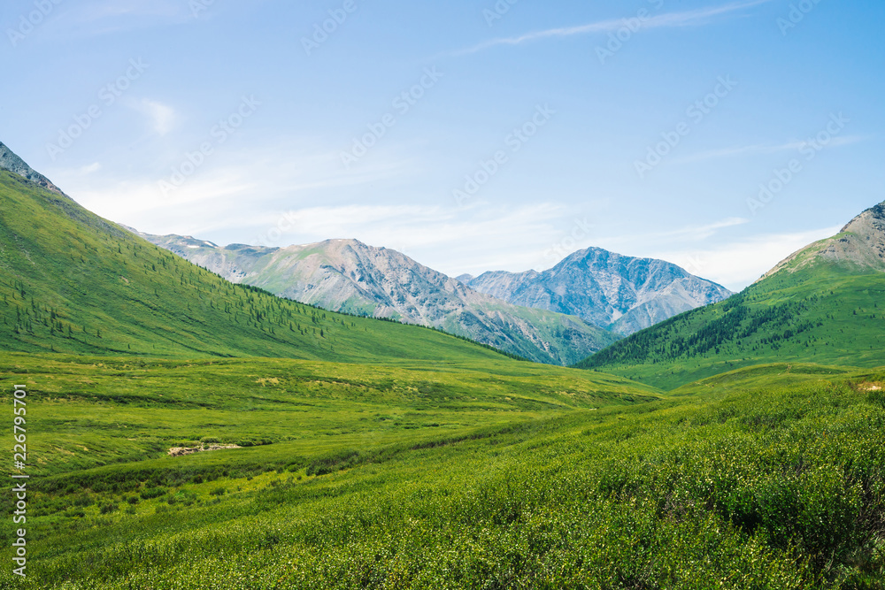 Giant mountains with snow above green valley with meadow and forest in sunny day. Rich vegetation of highlands in sunlight. Amazing mountain landscape of majestic nature. Giant mountains with snow above green valley with meadow and forest in sunny day. Rich vegetation of highlands in sunlight. Amazing mountain landscape of majestic nature.