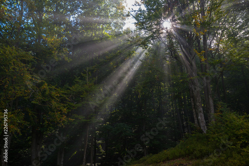 Sunbeams in forest © ggaallaa