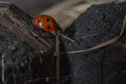 ladybird