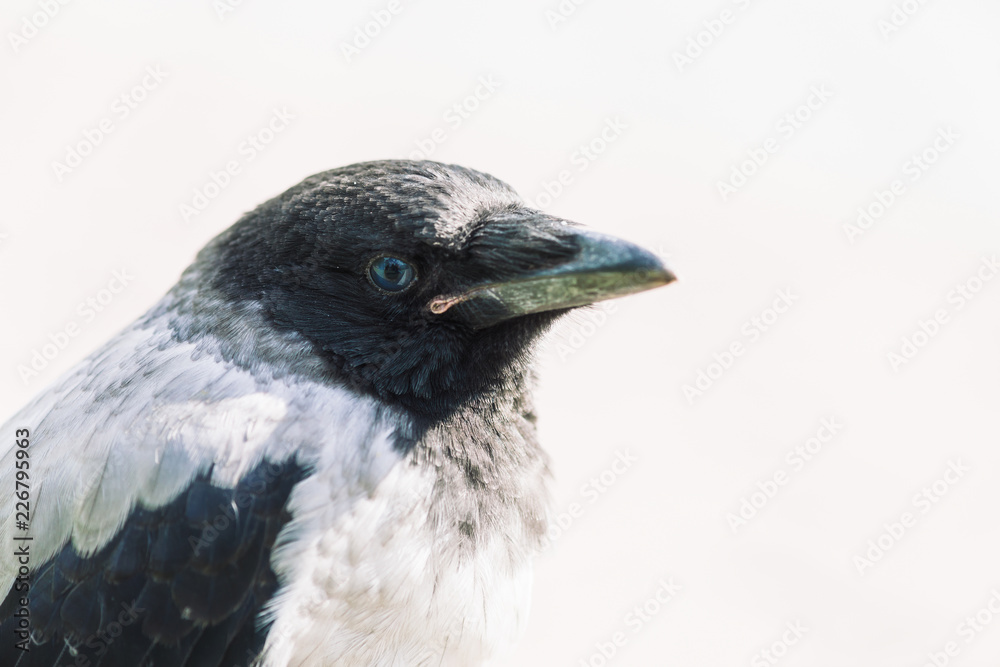 Obraz premium Head of young crow on gray background. Portrait of raven close up. Urban bird.