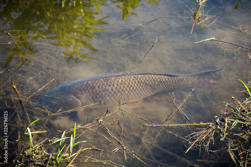 Carp Fish Swimming in Lake Redman in Loganville, Pennsylvania photo