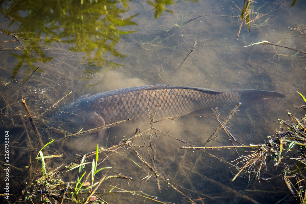 Carp Fish Swimming in Lake Redman in Loganville, Pennsylvania Carp Fish Swimming in Lake Redman in Loganville, Pennsylvania