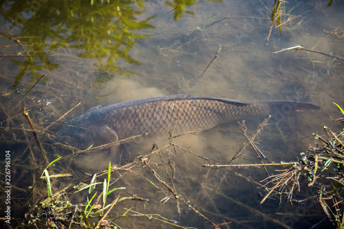 Carp Fish Swimming in Lake Redman in Loganville, Pennsylvania photo
